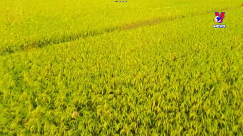 越南农产品 从湄公河三角洲走向世界餐桌