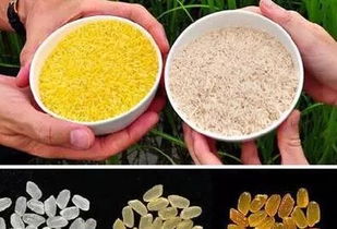 转基因食品，你真的了解吗？